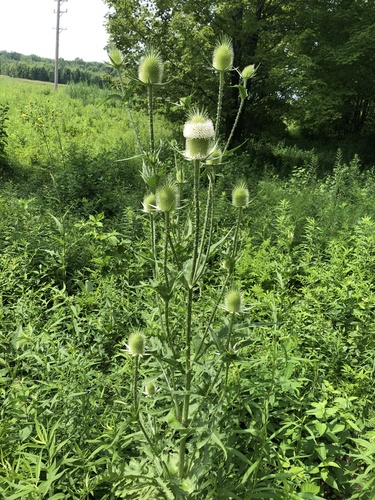 cutleaf teasel
