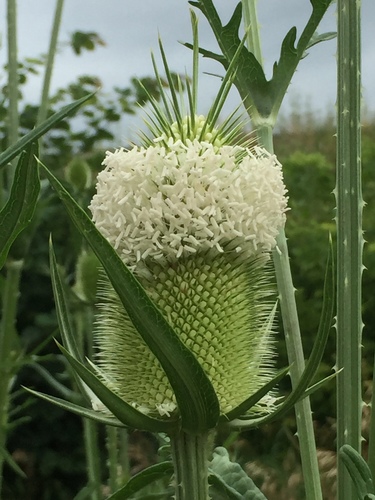 cutleaf teasel