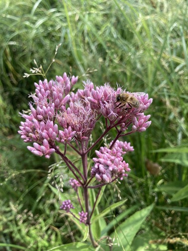 spotted Joe-Pye weed