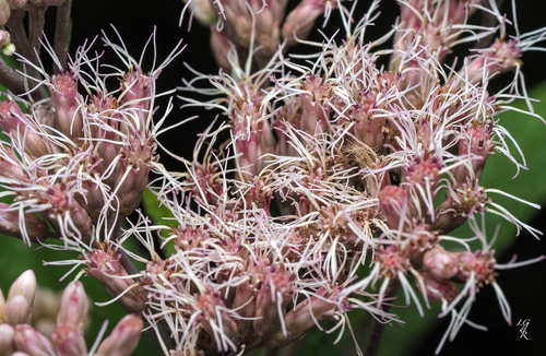 spotted Joe-Pye weed