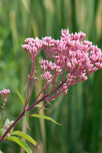spotted Joe-Pye weed