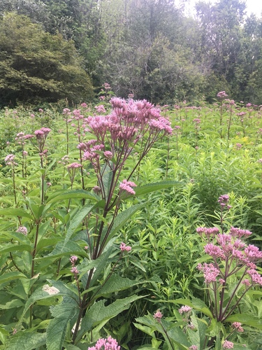 spotted Joe-Pye weed