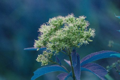 spotted Joe-Pye weed