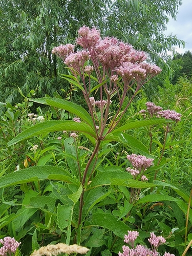 spotted Joe-Pye weed
