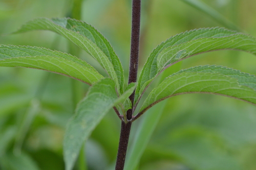 spotted Joe-Pye weed