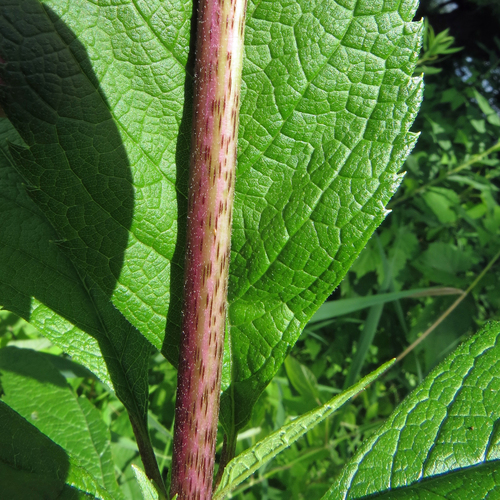 spotted Joe-Pye weed