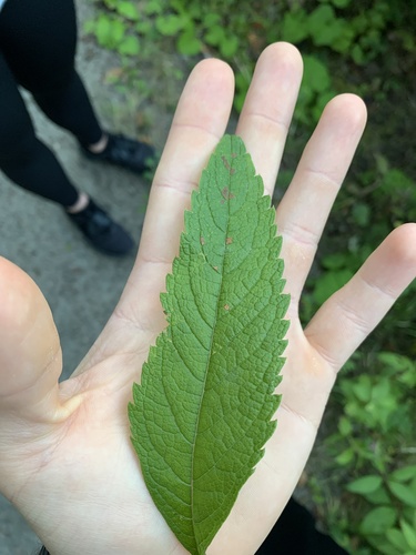 spotted Joe-Pye weed