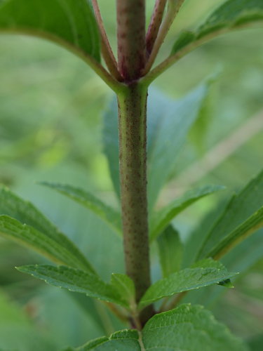 spotted Joe-Pye weed