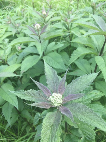 spotted Joe-Pye weed