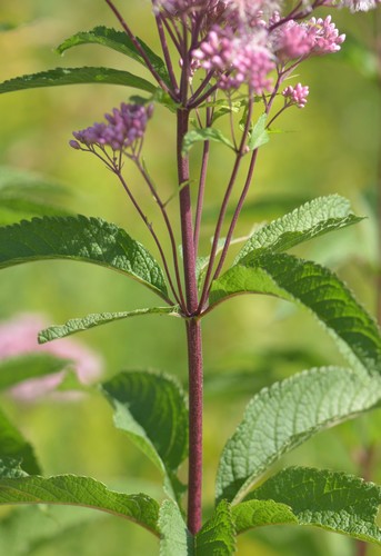 spotted Joe-Pye weed