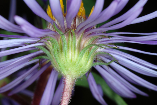 New England aster