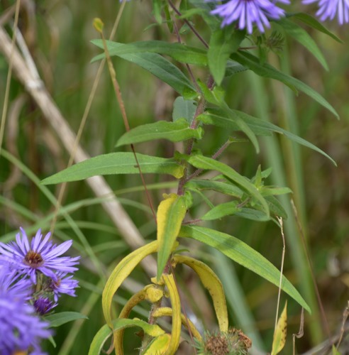 New England aster