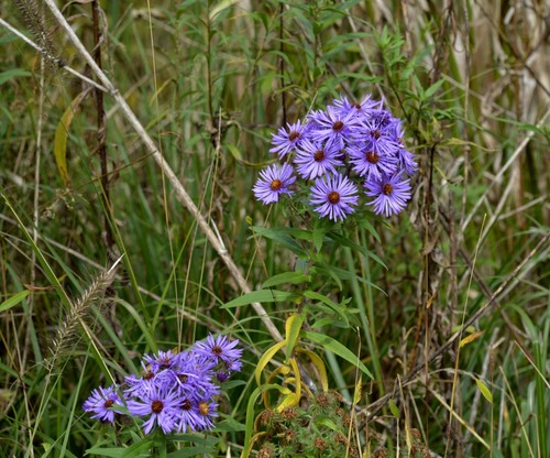 New England aster