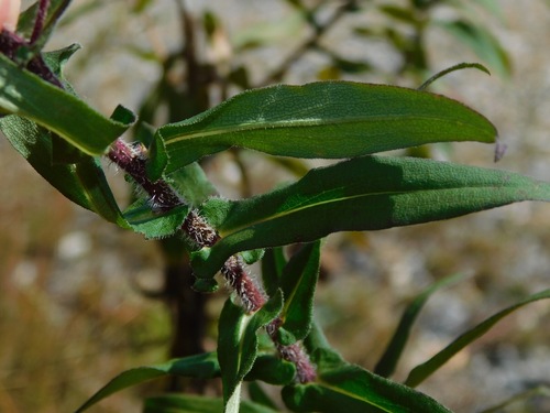 New England aster