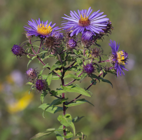 New England aster