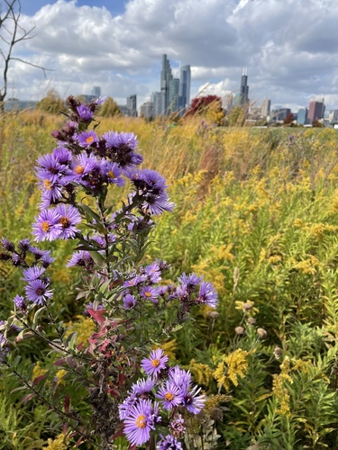 New England aster