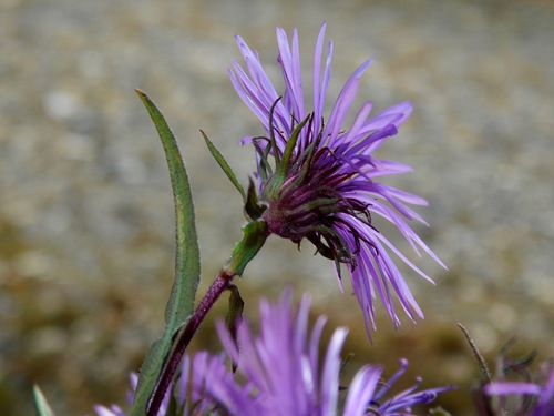New England aster