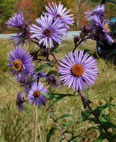 New England aster