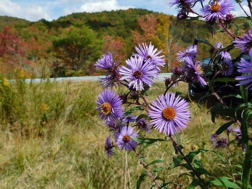 New England aster