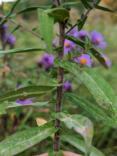 New England aster