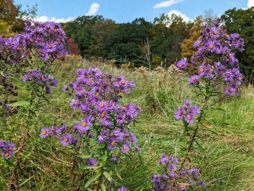 New England aster