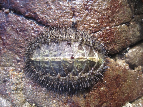 Mossy Chiton