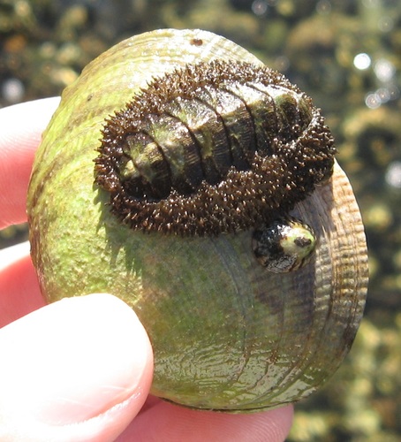 Mossy Chiton