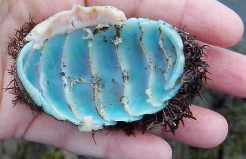 Mossy Chiton