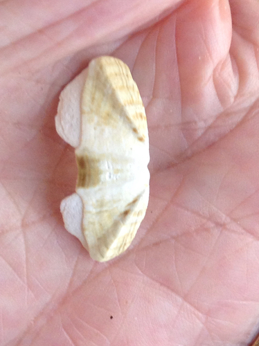 Mossy Chiton