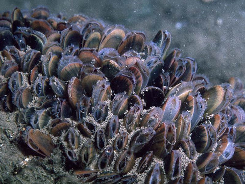 Blue Mussel