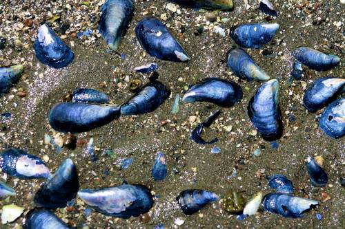 Blue Mussel