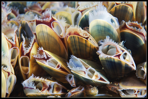 Blue Mussel