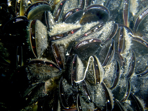 Blue Mussel