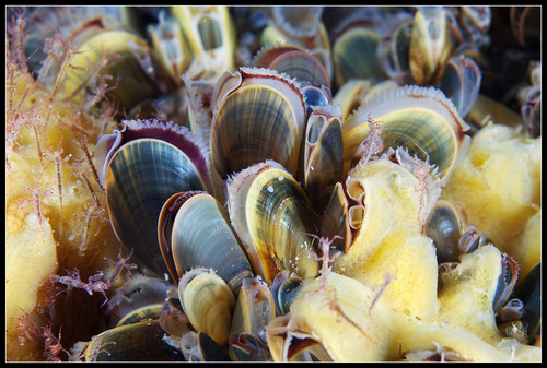 Blue Mussel