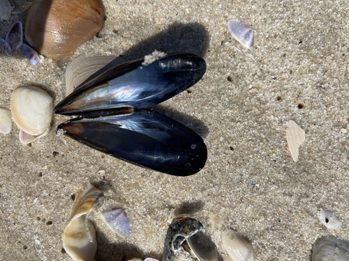 Blue Mussel
