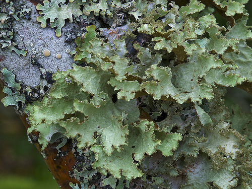 Varied Rag Lichen