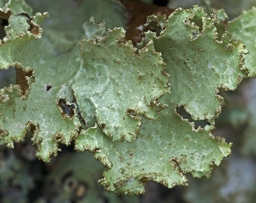 Varied Rag Lichen