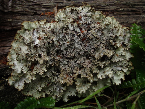 Varied Rag Lichen