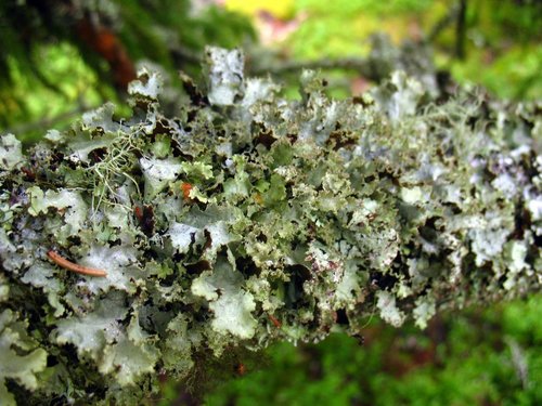 Varied Rag Lichen