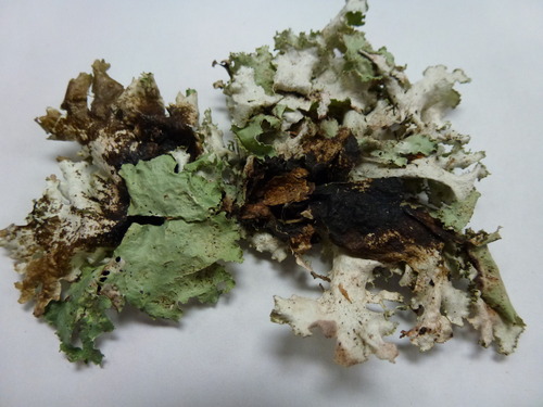 Varied Rag Lichen
