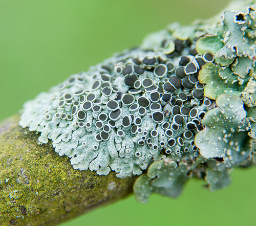 rosette lichens