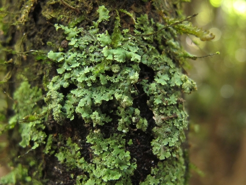 rosette lichens