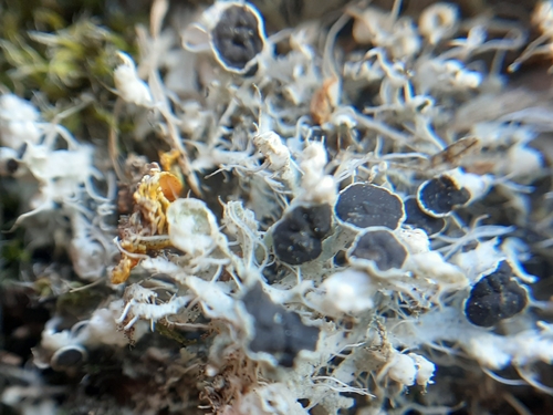 rosette lichens