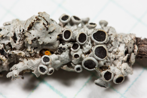 rosette lichens