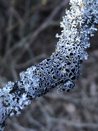 rosette lichens