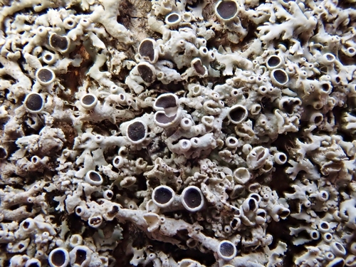rosette lichens