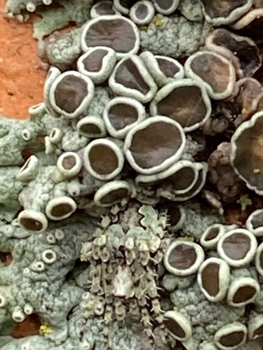 rosette lichens