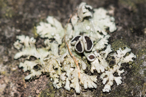 rosette lichens