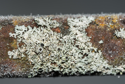 rosette lichens