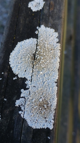 rosette lichens